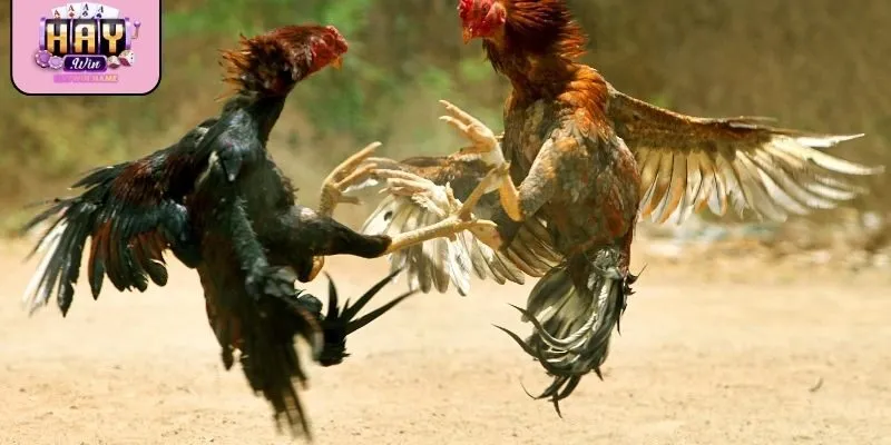 Đá gà cựa dao
