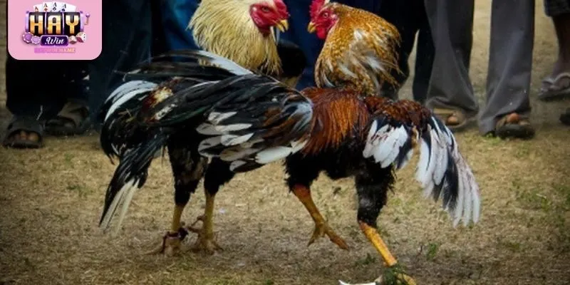 Đá gà cựa sắt