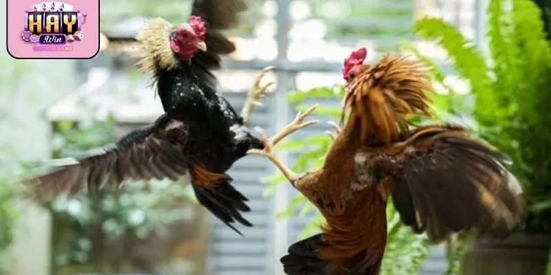 Khuyến mãi giúp trải nghiệm đá gà cựa sắt thêm hấp dẫn