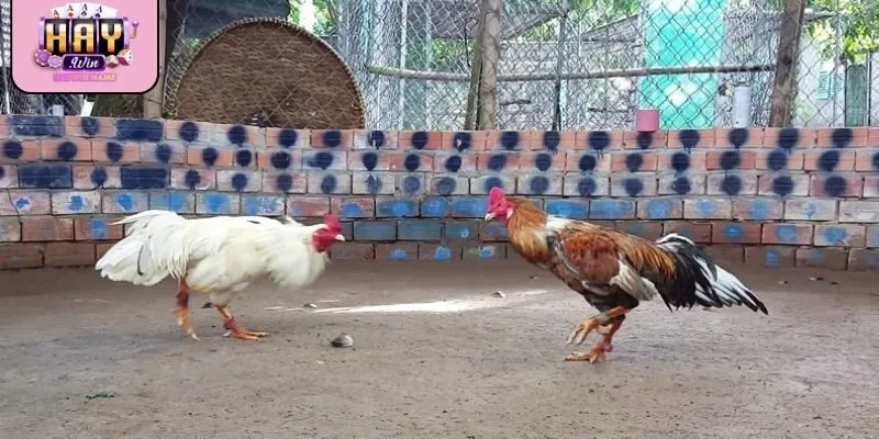 Kiểm tra quy định và bảo mật trước khi tham gia