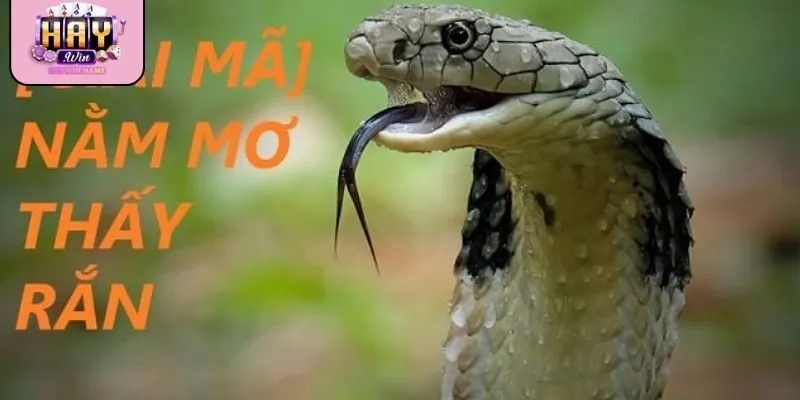 Giải mã nằm mơ thấy rắn giúp hiểu thông điệp cuộc sống